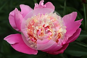 Pink-Beige Peony With Delicate Petals And Green Leaves