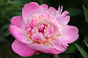 Pink-Beige Peony With Delicate Petals And Green Leaves In The Garden