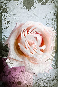 Pink and beige rose