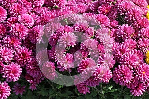 Pink Belgium Mum, Chrysanthemum morifolium Pink photo