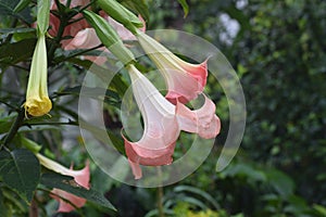 Pink bell flower on bloom