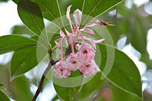 Pink Bell flower