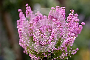 Pink bell heather Erica gracilis African Wonder bell-shaped pink flowering plant