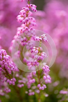Pink bell heather Erica gracilis African Wonder a sea of pink