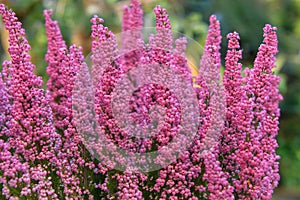 Pink bell heather, Erica gracilis, bell-shaped purple flowers in autumn