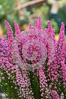 Pink bell heather, Erica gracilis, bell-shaped purple flowers in fall