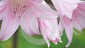 Pink belladonna lilies