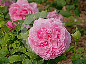 Pink `Belle de calais` roses