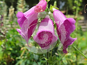 Pink bellflower  Campanula  that belongs to campanulaceae family