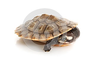 Pink-bellied Sideneck Turtle