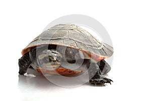 Pink-bellied Sideneck Turtle