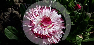 Pink bellis perennis