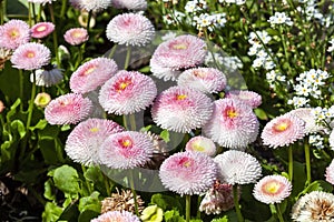 Pink Bellis perennis daisy
