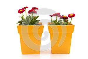 Pink Bellis in yellow flower pots