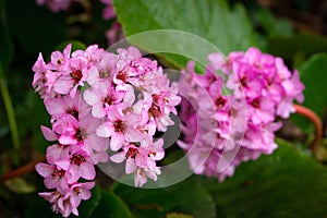 Pink Bergenia cordifolia flowers and green foliage and rain drops