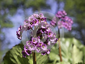 Pink Bergenia flower blooming in spring