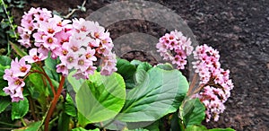 Pink bergenia flower blooms against the background of the mountain.