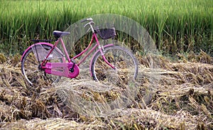Pink bicycle in a paddy field