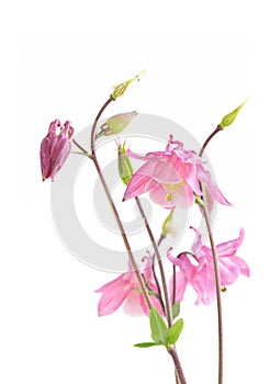 Pink Biedermeier Columbine Flowers