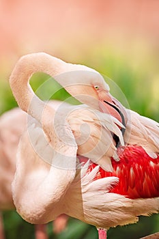 Pink big bird Flamingo