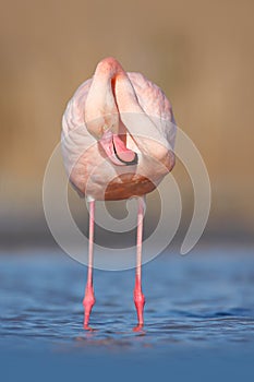 Pink big bird Greater Flamingo, Phoenicopterus ruber, in the water, Camargue, France. Flamingo cleaning plumage. Wildlife animal s