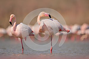 Pink big bird Greater Flamingo, Phoenicopterus ruber, in the water, Camargue, France. Flamingo cleaning plumage. Wildlife animal s
