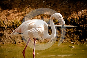 Pink big birds Greater Flamingo
