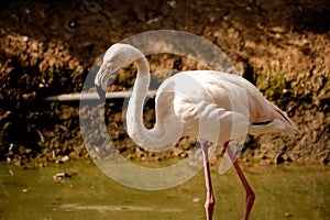 Pink big birds Greater Flamingos