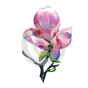 Pink big Flower of Magnolia. Hand oil painting. Separate Individual flower on the white background. Perfect for