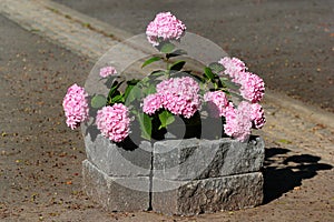 Pink bigleaf hydrangea (Hydrangea macrophylla) bush with flowers in a garden