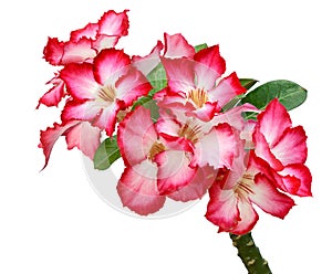 Pink Bignonia. photo