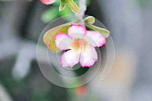 Pink bignonia or desert rose , Impala lily or adenium obesum flower