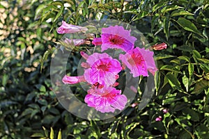 Pink bignonia or Pandora bush