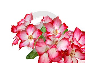 Pink Bigononia or Desert Rose.