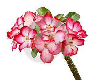 Pink Bigononia or Desert Rose.