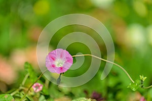 Pink bindweed flower.