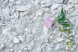 Pink bindweed flower on stone white wall. stone wall and delicate flower