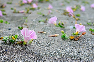 Pink bindweed flowers on the sand, nature takes its toll even on the sand