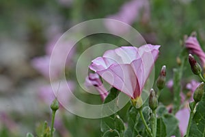 Pink Bindwood Flower Blossom 02