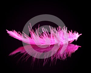 Pink bird feather.