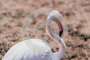 pink bird flamingo standing at park