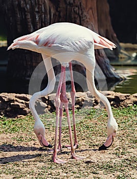 pink bird flamingo standing at park