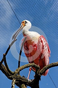 Pink Bird with Odd Shaped Nose