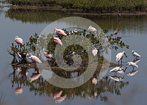 Pink birds in mangrove