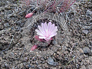 Pink Bitterroot flower
