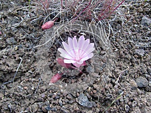 Pink Bitterroot flower photo