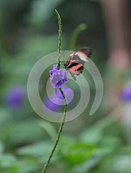 Pink and Black butterfly on feeding on a purple flower