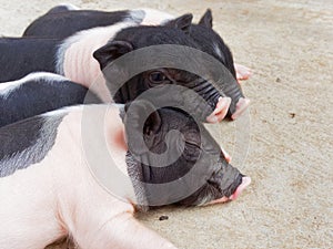 Pink and black newborn piglets sleeping and cuddling in the farm