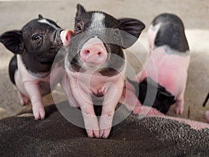 Pink and black pigs kissing showing love and friendship