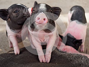 Pink and black pigs kissing showing love and friendship